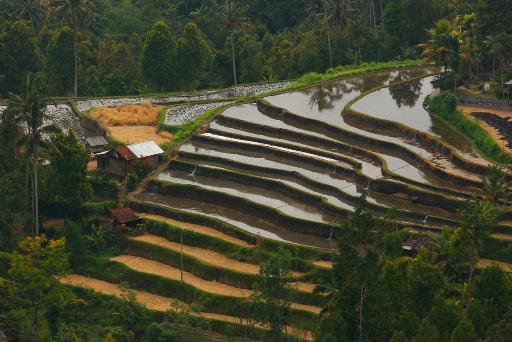 Hotel Puri Alam Bali Munduk Exteriér fotografie